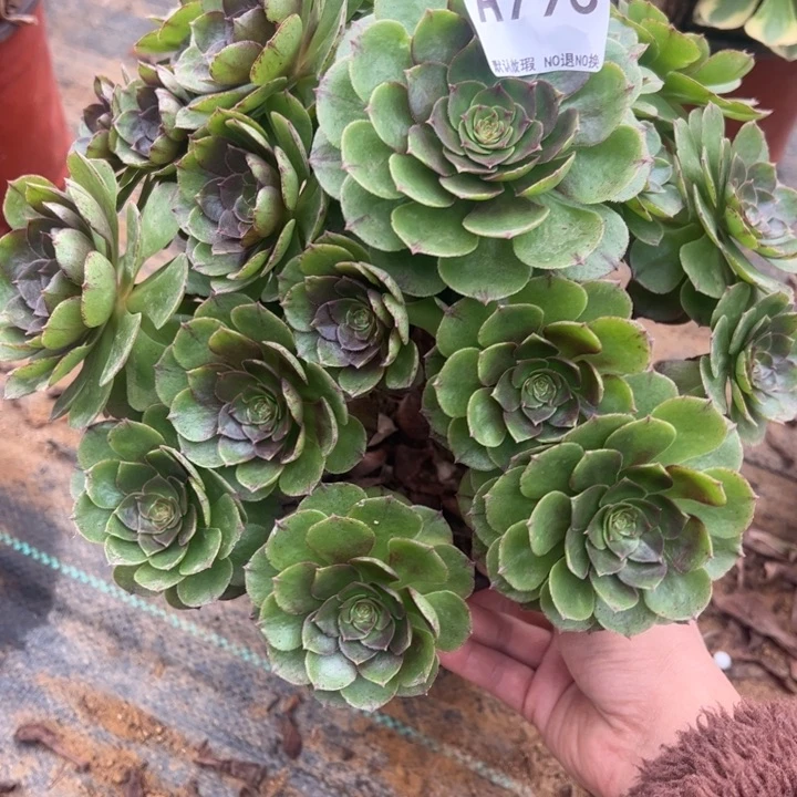 万拉丝多肉植物793.