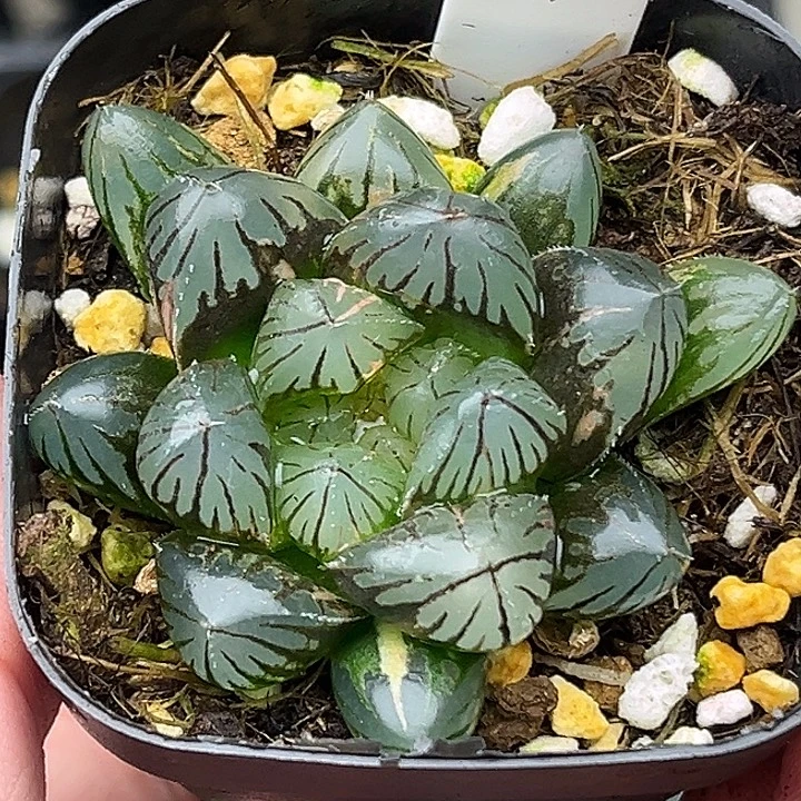 42大窗龙爪玉露锦头家多肉十二卷