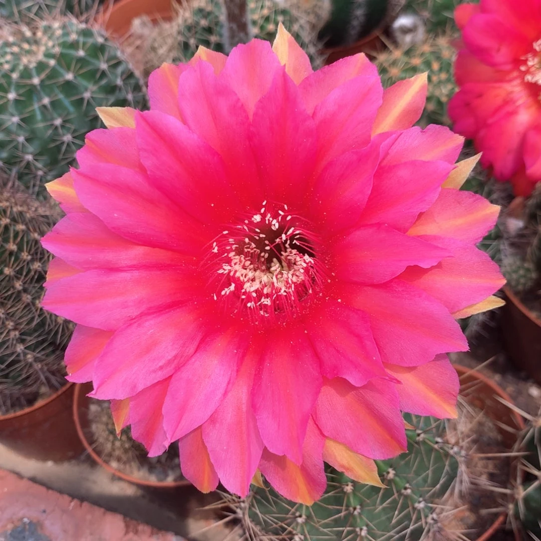 5510实生彩草10公分杯