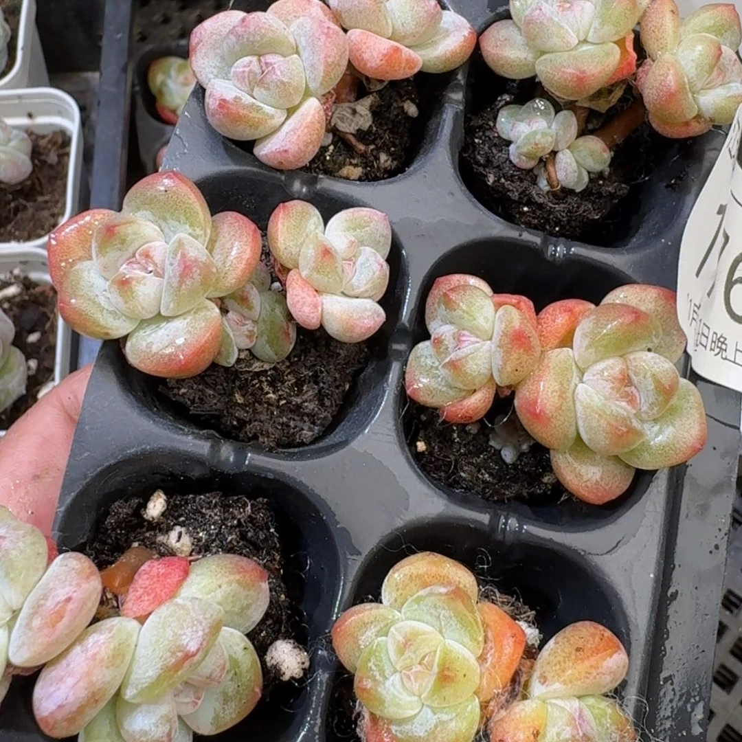 176 号到手1框江北多肉