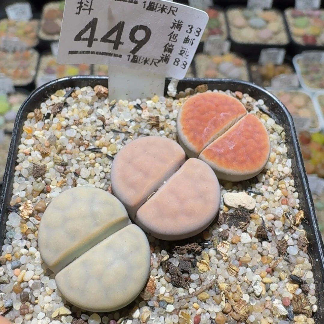 Ssss精品生石花449