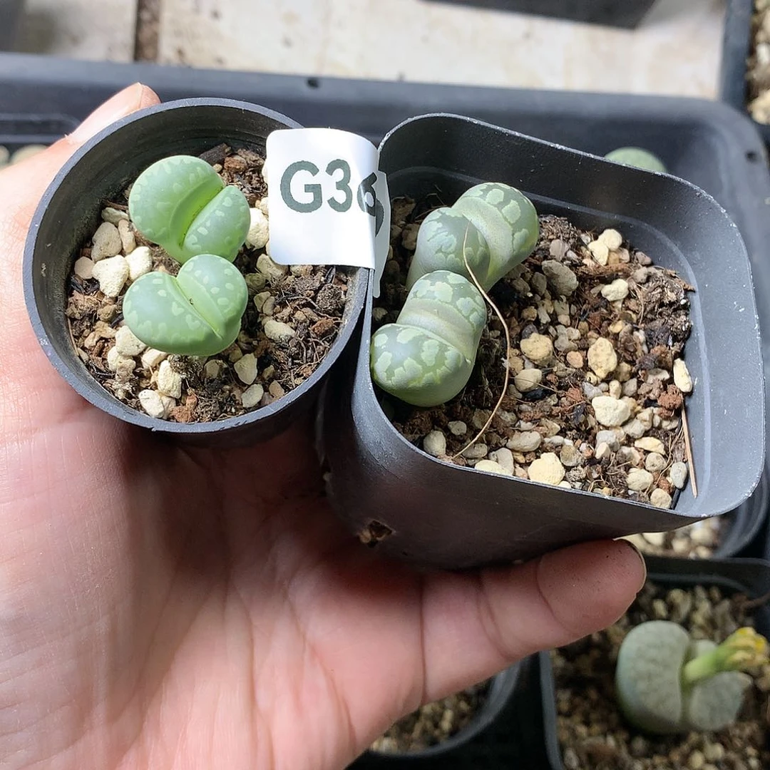 G360多肉植物保护