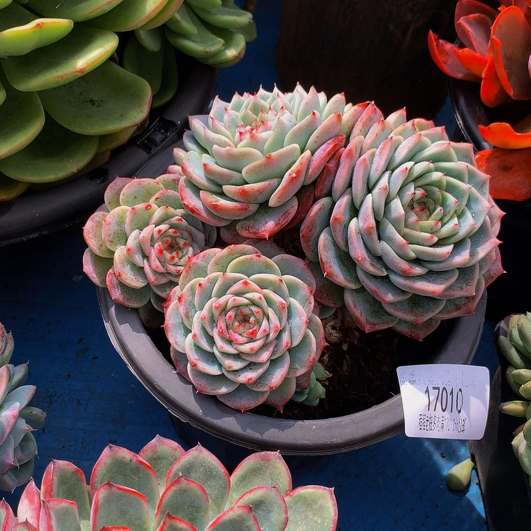 鸿***头天鹅绒17010多肉多肉