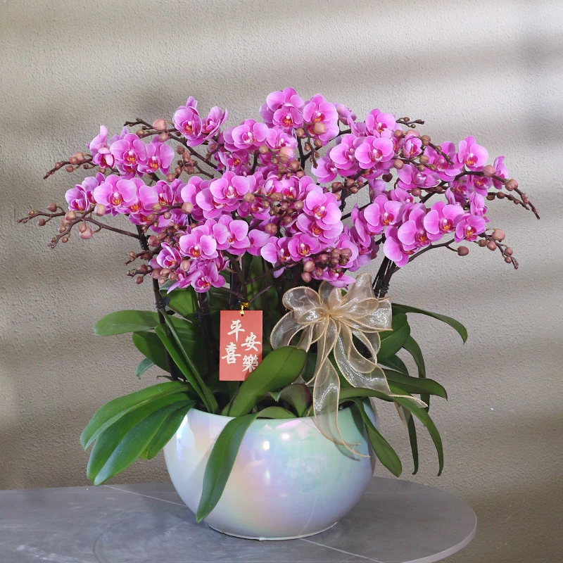 蝴蝶兰【胭脂】 带花带盆组好年宵花送礼茶桌客厅婚礼美化