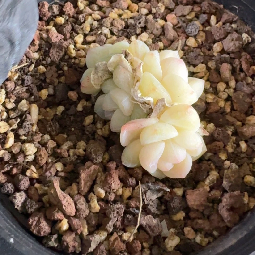 A****?217 号1框江北多肉