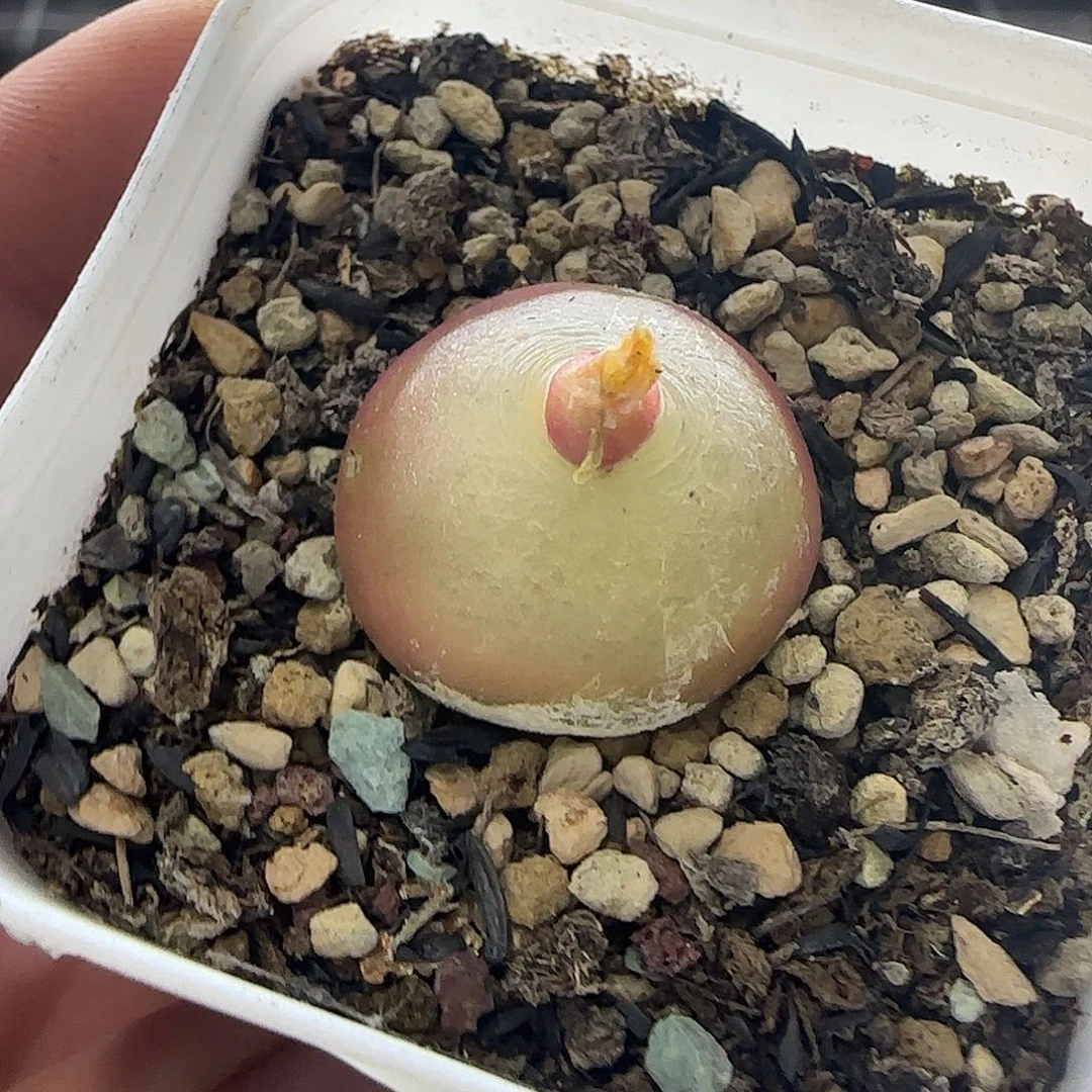 239灯泡带盆土2.2厘米疤