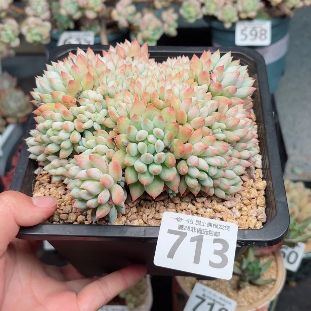 明珠多肉无盆土发货