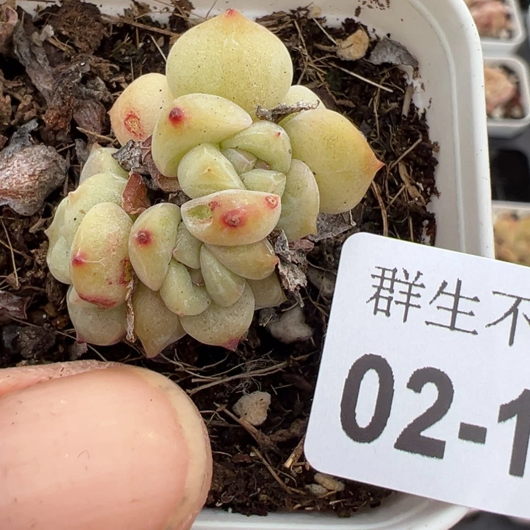 小卡拉米糖心一物一拍2-125