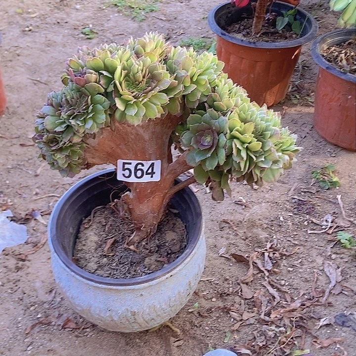 564万缀老板子法师缀微瑕疵