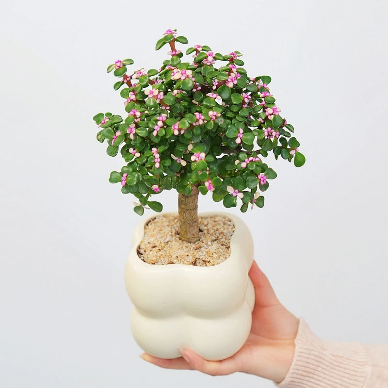 老桩提根金枝玉叶多肉绿植 客厅室内办公室植物