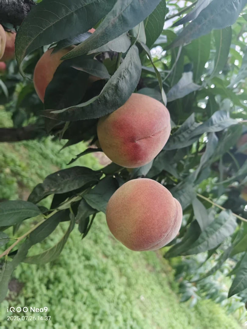贵州特色艳红桃脆桃新鲜水果当季水果整箱当季农家自种
