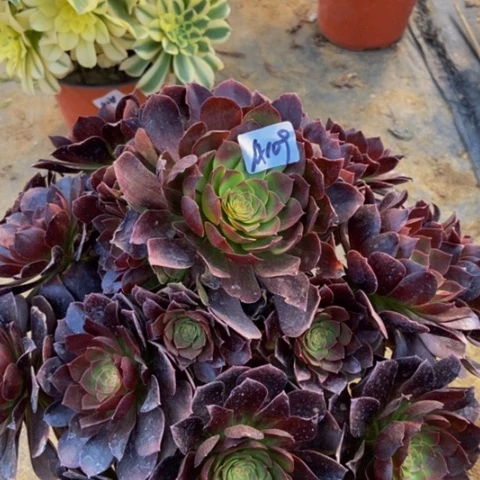 万黑多肉植物109多肉不包断
