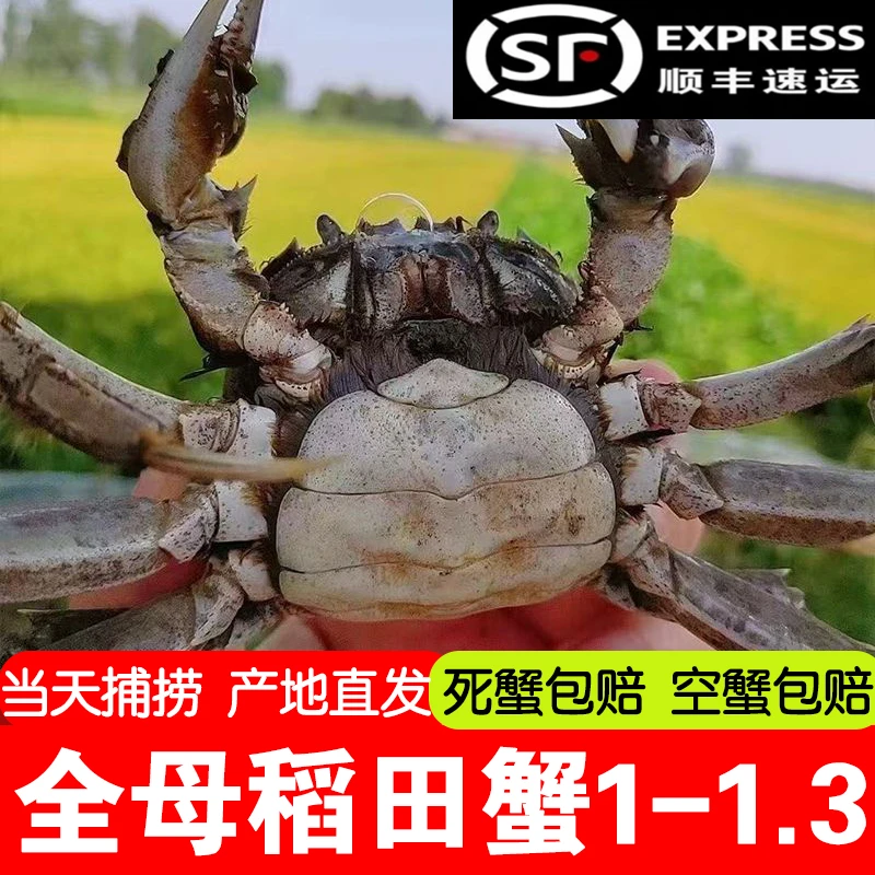 送14只赔本冲量【全母蟹】顺丰鲜活发货盘锦稻田蟹 1.3-0.8两