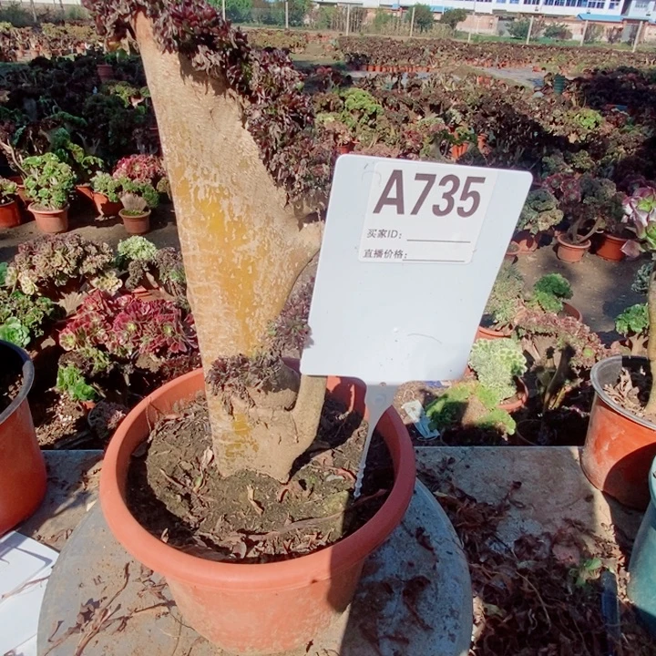 爱***人735黑法缀黑法缀黑法缀