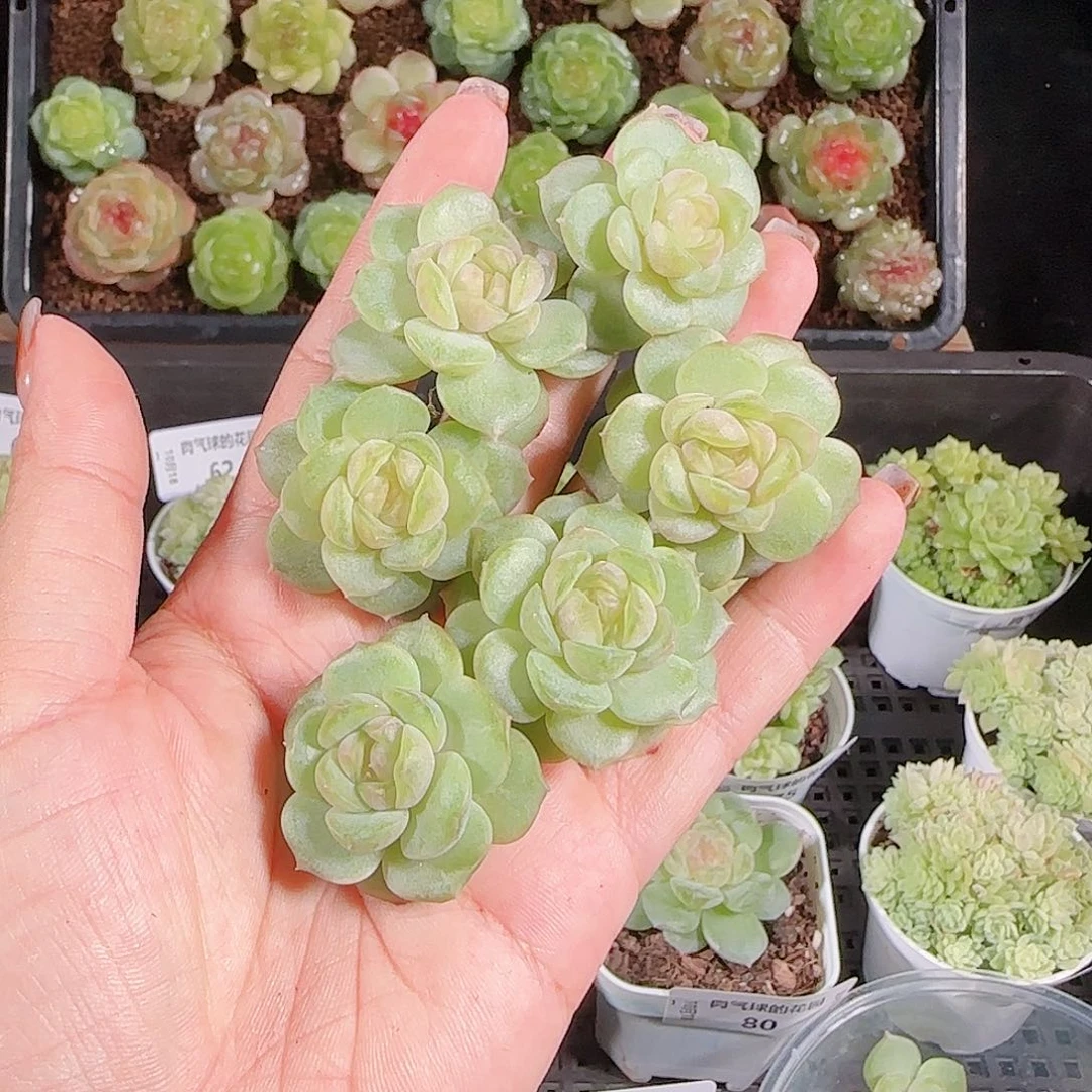 1018---87西江月任意一颗发一物一拍