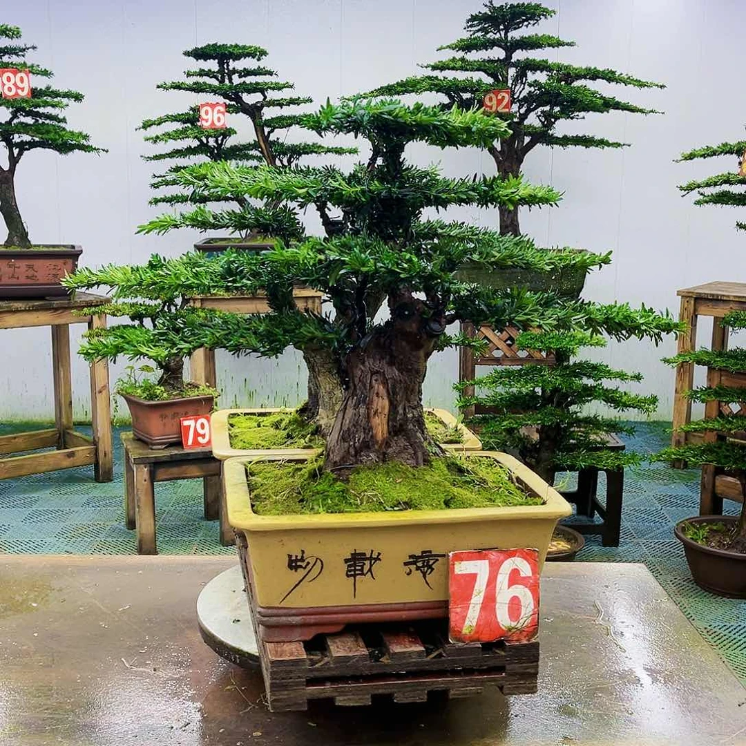 完全开放罗汉松盆景艺术