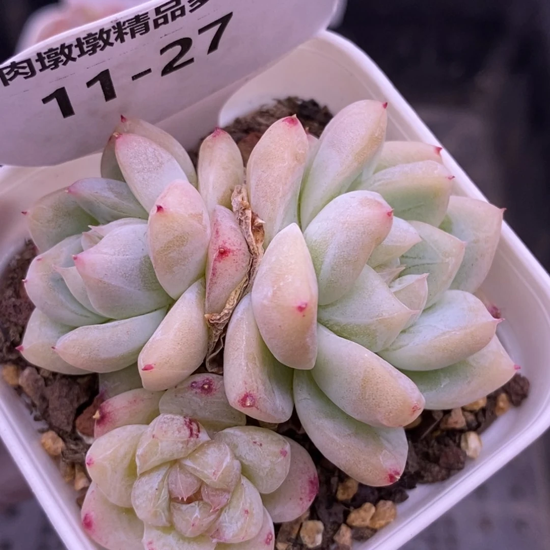 【闪购商品】11-27白泽