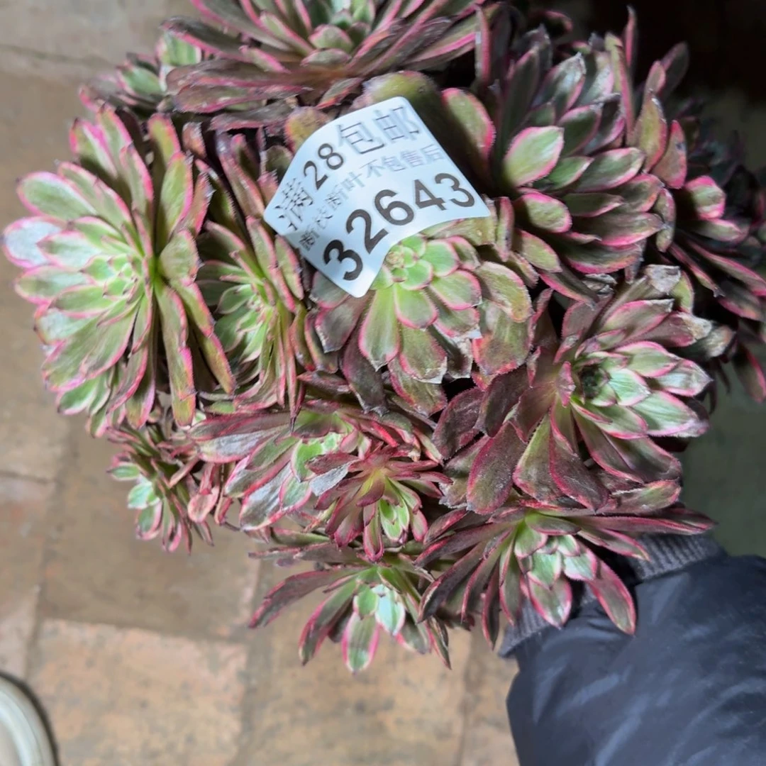 32643紫霞多肉植物