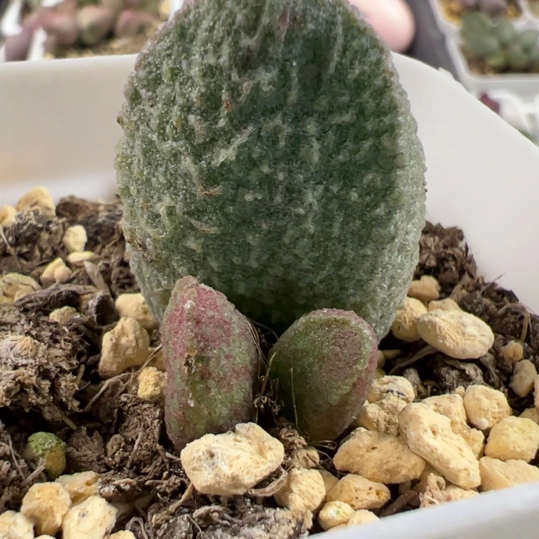 实生新品大苗多肉植物水泡多肉植物