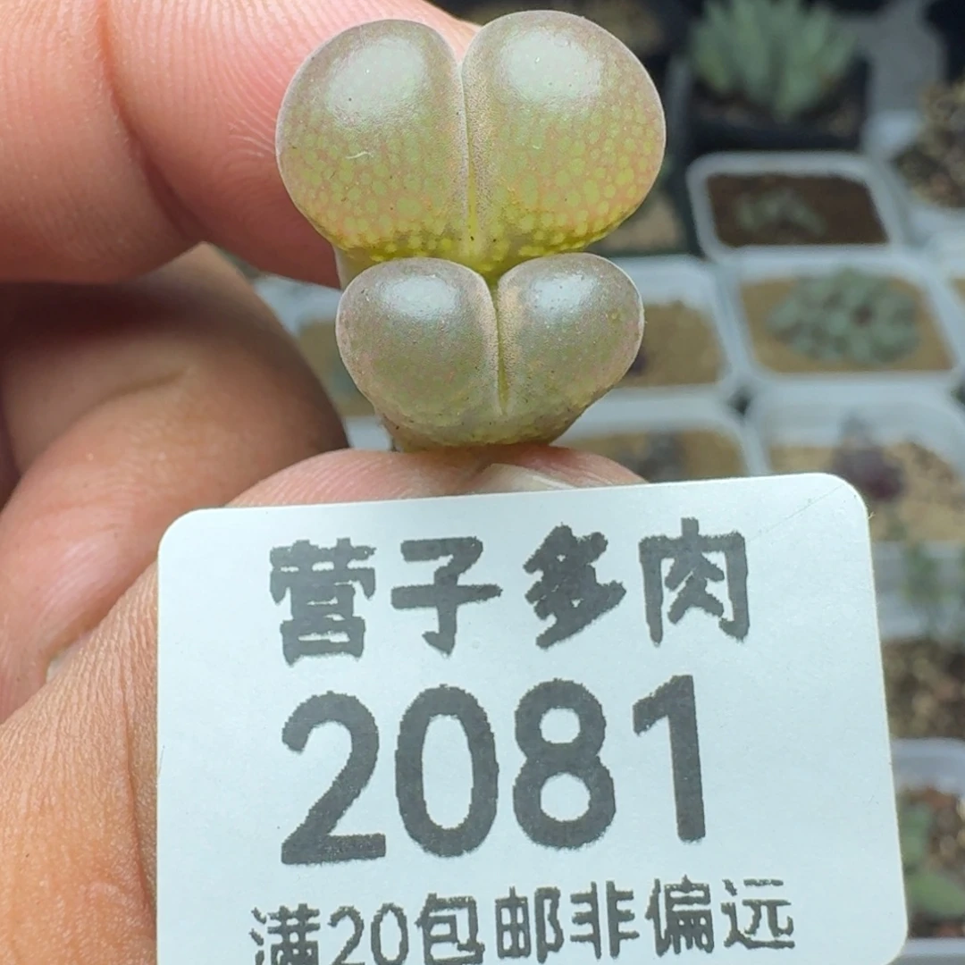 红宝石双头。
