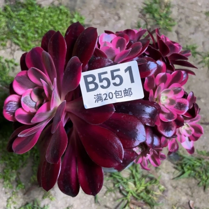 瑞妈一物一拍551