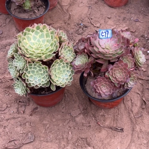 577多肉植物组合，