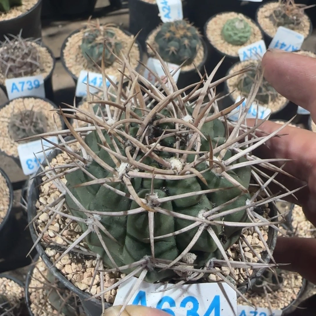 不知名 实生仙人球634