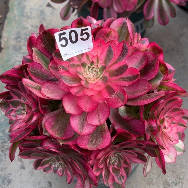 用****6505荔枝20厘米左右