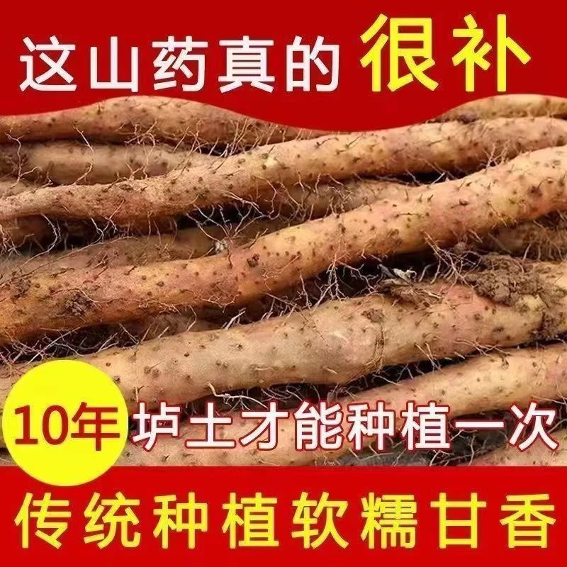 正宗垆土铁棍山药河南焦作新鲜铁杆山药怀山药5斤批发温县直发