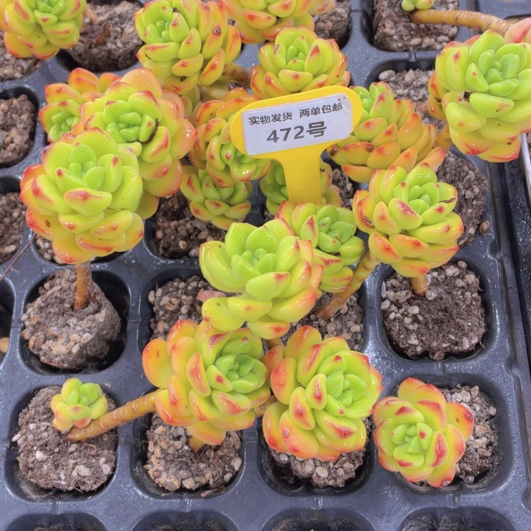 472号 老桩柠檬宝石两个