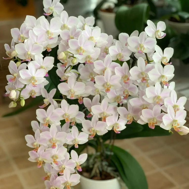 残雪蝴蝶兰稀有名贵品种超爆花梗苗2花剑