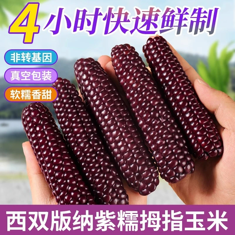 西双版纳拇指玉米新鲜傣家香甜手指小玉米儿童宝宝早餐真空紫黑棒