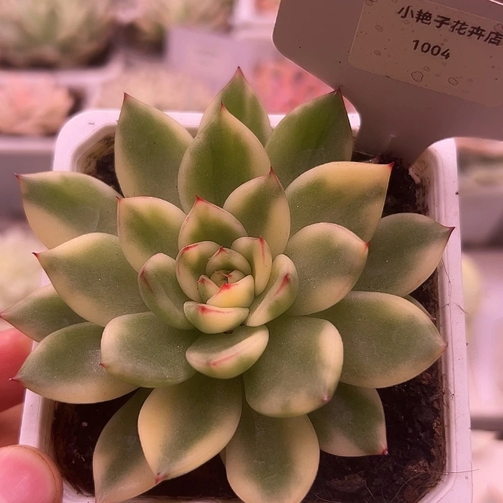 1004号阿诗娜锦多肉