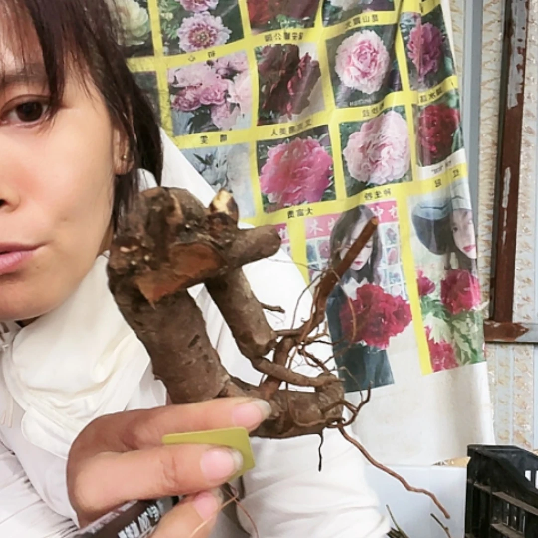 【闪购商品】完全开放路易斯