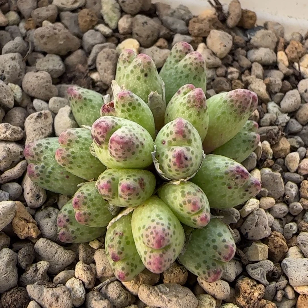 12-17-3-5当天满38包邮20头日系晕染小型斑马孤品脱土