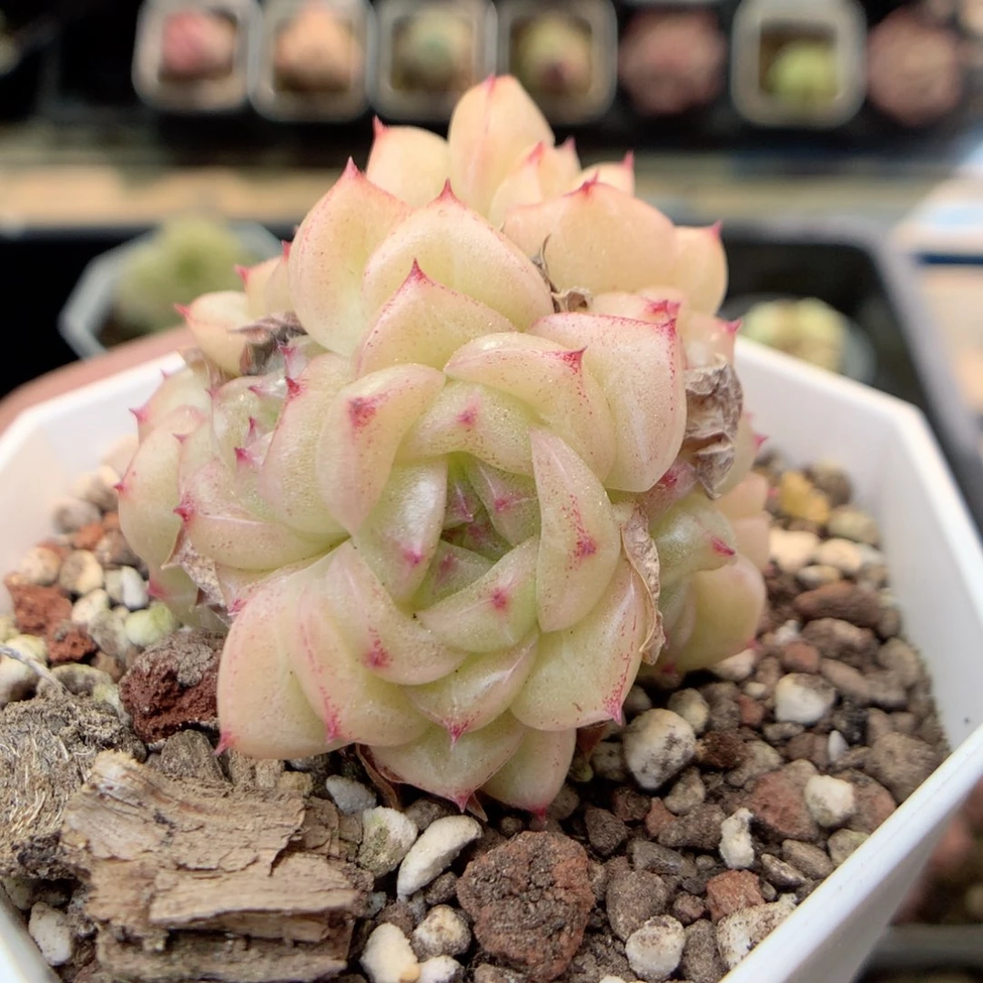 X116 ，20包邮两天凑单偏远不发货