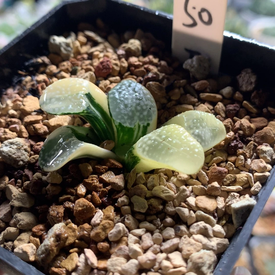 以实际为准50点点