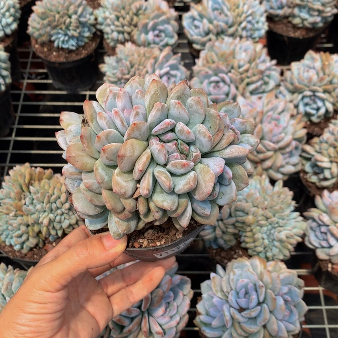 三****71122缀嗯嗯嗯嗯嗯嗯好喜欢我