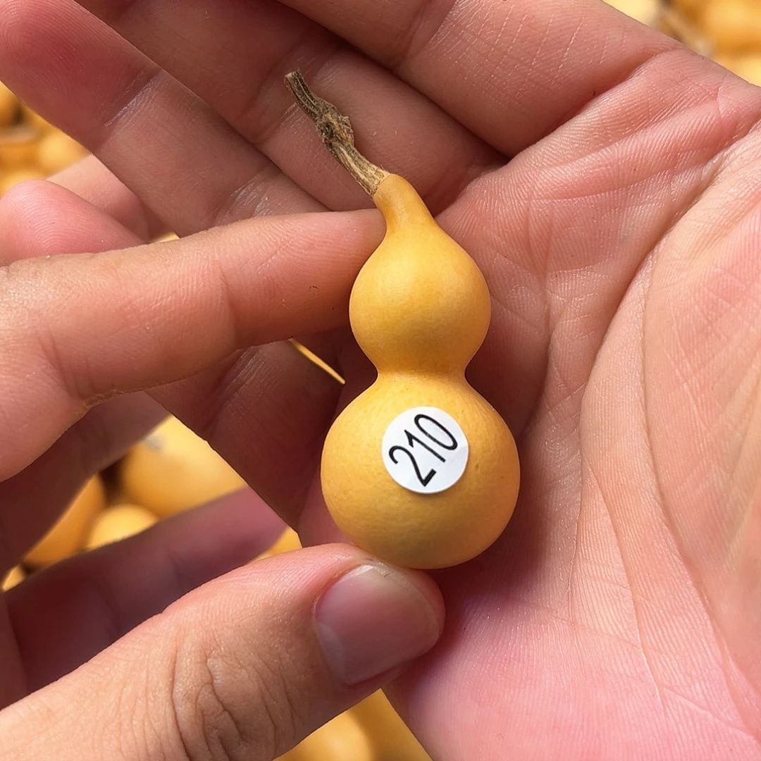 五葫芦葫芦葫芦葫芦210