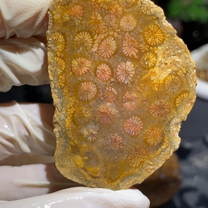 【闪购商品】未镶嵌珊瑚玉硅化玉