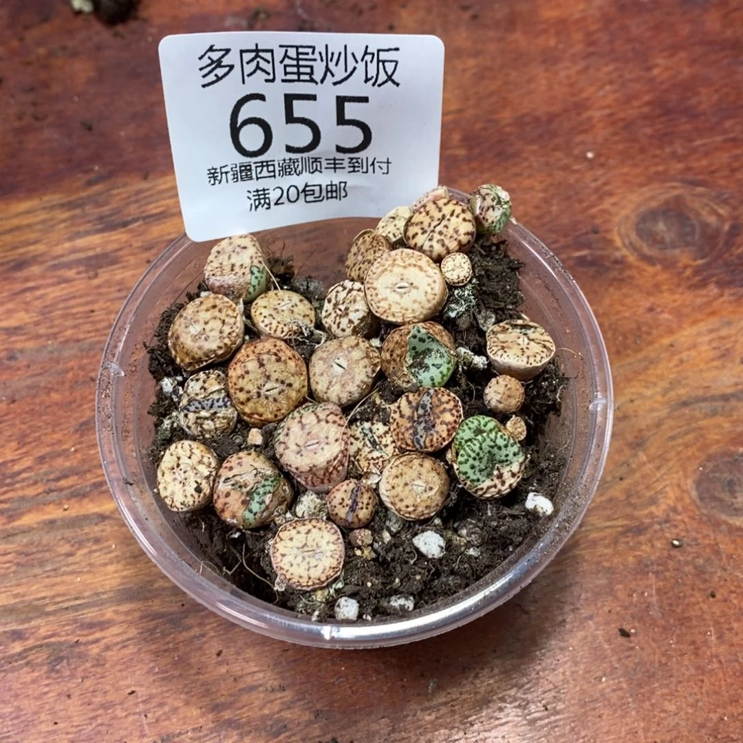 大***子多肉蛋炒饭，感谢您相伴655