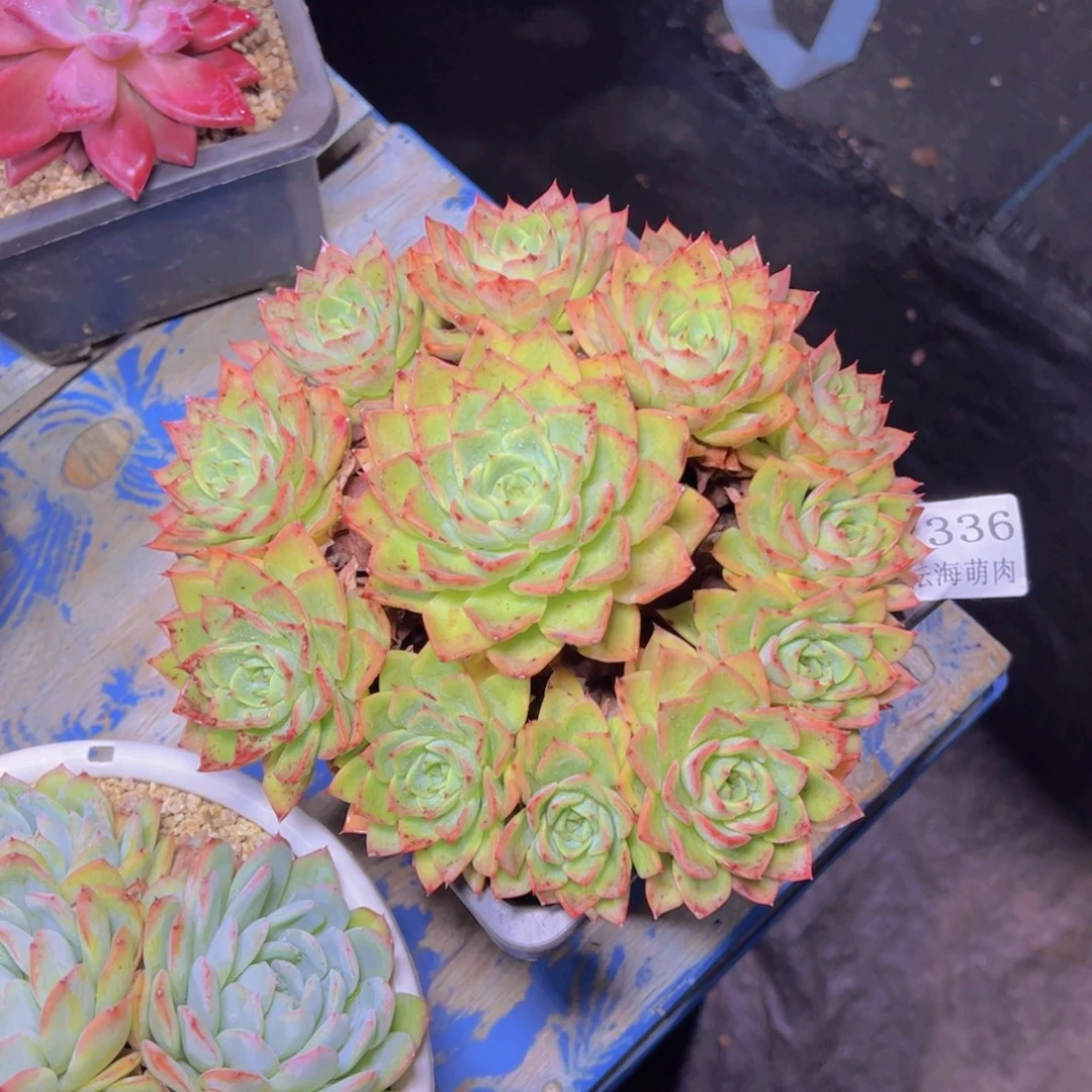 贝拉多娜7336多肉植物