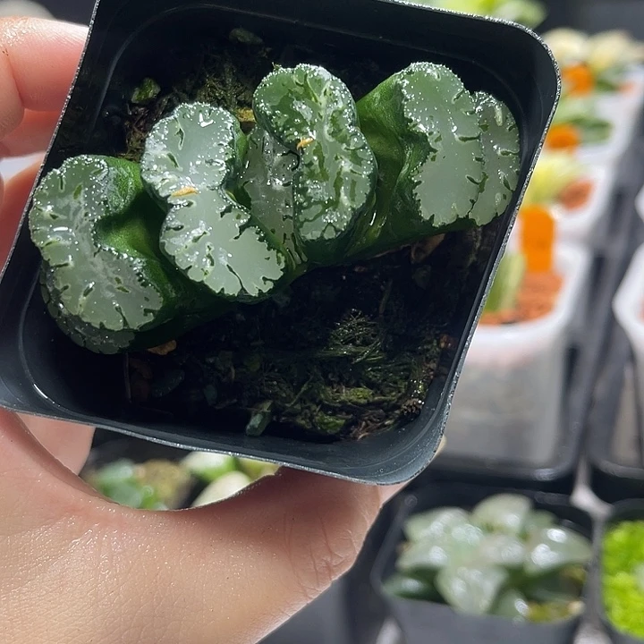 十二卷多肉植物大黑玉扇