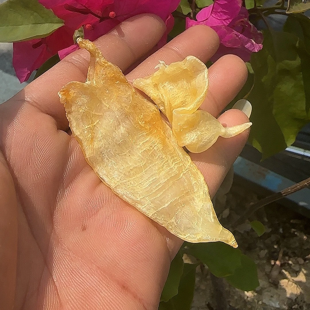 北海公混杂双牙胶 250-500克 鱼胶