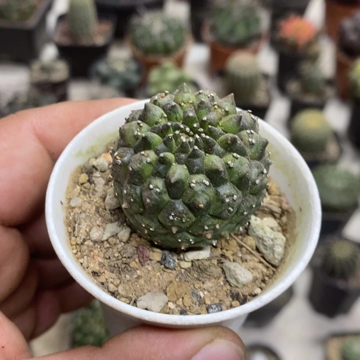 裸额龟甲特价包邮