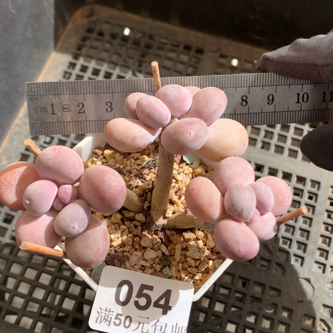 54。长腿汤圆奶酪三头。