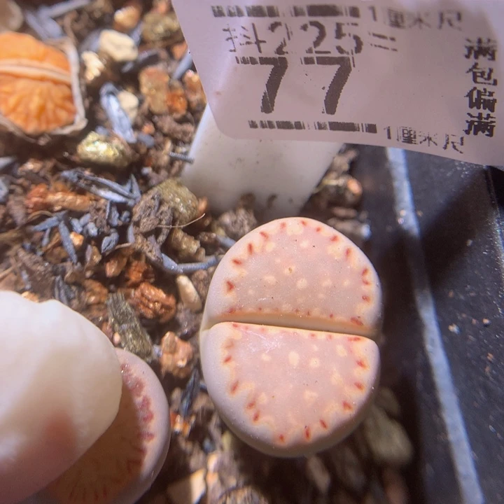 新年快乐呀225.77