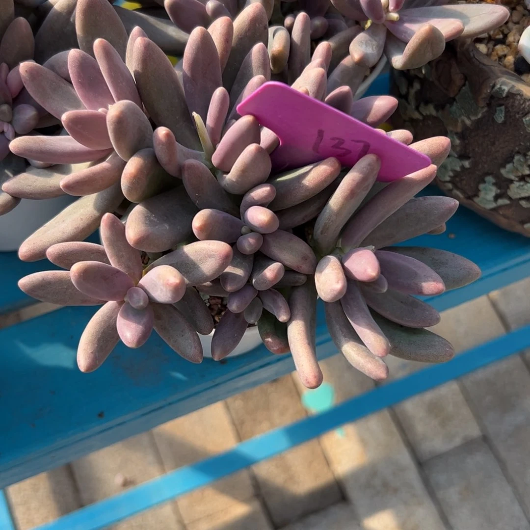 小***冲多肉植物一物一拍