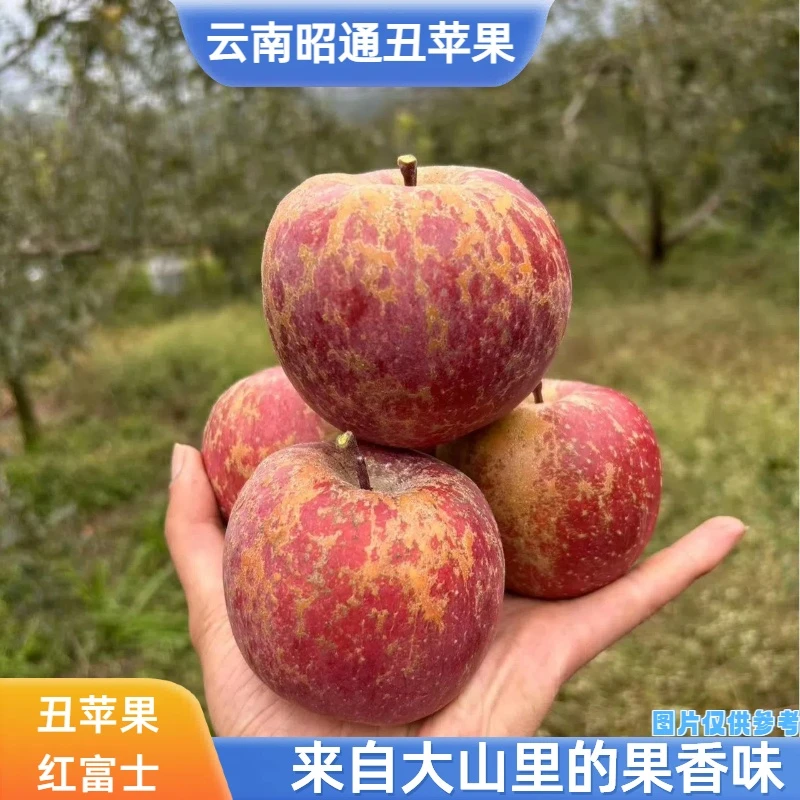 正宗【丑苹果】红富士云南昭通原产地现摘现发新鲜脆甜水果高原高山