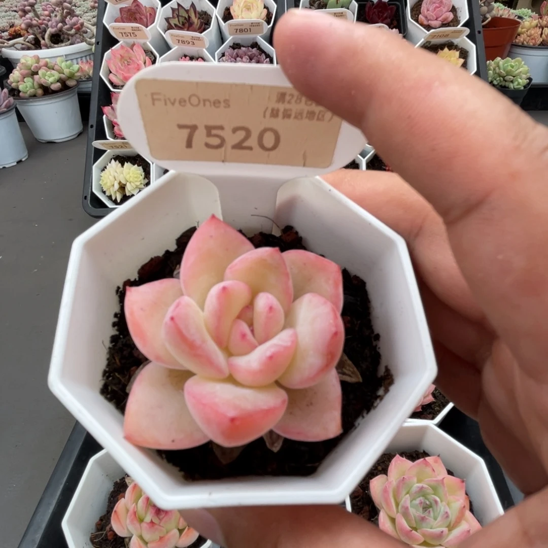 7520奶油泡芙4.0厘米